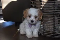Benita , a female Cavachon for sale in Millersburg, OH – Photo 3 of 5