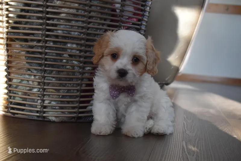 Benita  – Cavachon puppy for sale in Millersburg, OH
