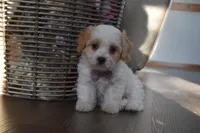 Benita , a female Cavachon for sale in Millersburg, OH – Photo 1 of 5