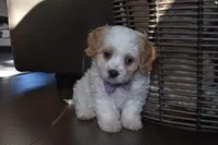 Benita , a female Cavachon for sale in Millersburg, OH – Photo 4 of 5