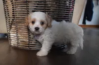 Benita , a female Cavachon for sale in Millersburg, OH – Photo 2 of 5