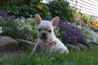 Tanya , a male French Bulldog and Pug for sale in Millersburg, OH – 4 of 4