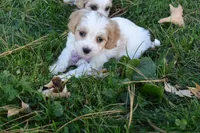 Carley , a female Cavachon for sale in Millersburg, OH – 3 of 5
