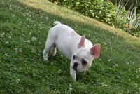Princess, a female French Bulldog for sale in Millersburg, OH – 6 of 6