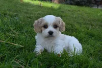 Charles, a male Cavachon for sale in Millersburg, OH – 6 of 6