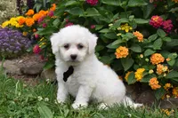 Garfield, a male Bichon Frise for sale in Millersburg, OH – 2 of 4