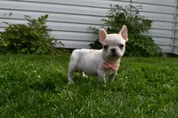 Princess, a female French Bulldog for sale in Millersburg, OH – 3 of 5