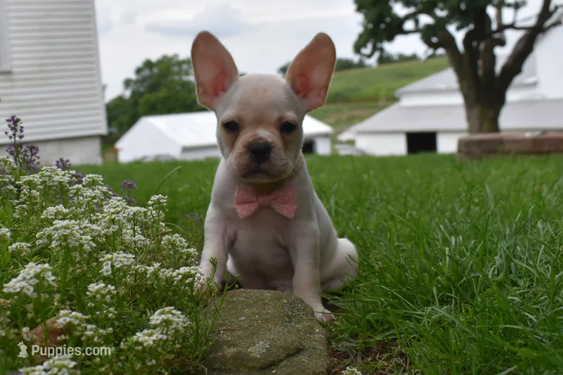 Mckenzie – French Bulldog, Pug puppy for sale in Millersburg, OH
