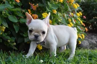 Sonya , a female French Bulldog for sale in Millersburg, OH – 5 of 6