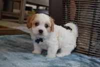 Bentley , a male Cavachon for sale in Millersburg, OH – Photo 5 of 5