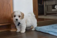 Bentley , a male Cavachon for sale in Millersburg, OH – Photo 4 of 5