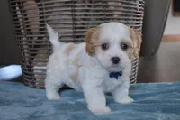 Bentley , a male Cavachon for sale in Millersburg, OH – Photo 3 of 5