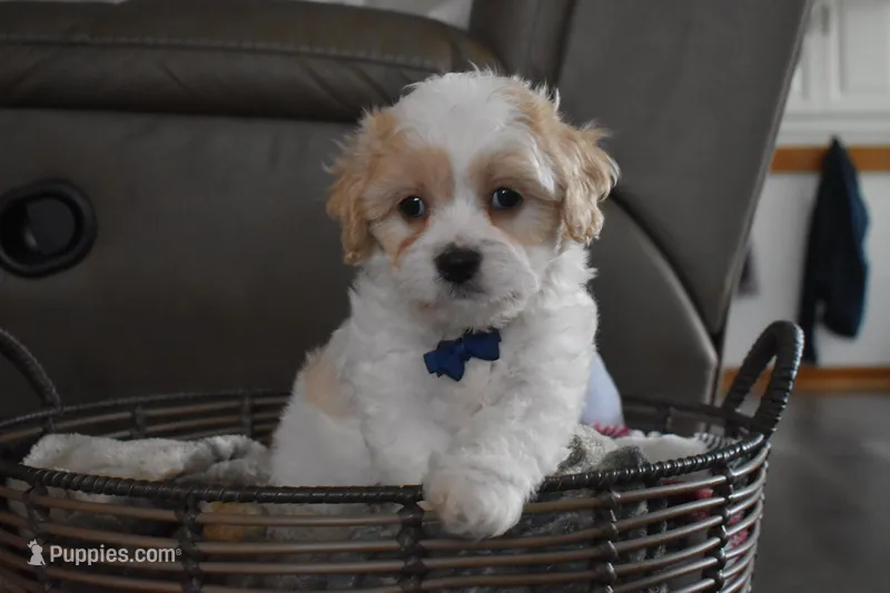 Bentley  – Cavachon puppy for sale in Millersburg, OH