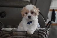 Bentley , a male Cavachon for sale in Millersburg, OH – Photo 1 of 5