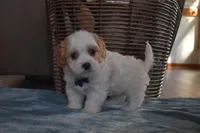 Bentley , a male Cavachon for sale in Millersburg, OH – Photo 2 of 5