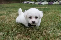 Gizmo , a male Bichon Frise for sale in Millersburg, OH – 3 of 4