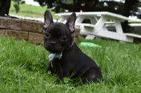 Sarge , a male French Bulldog for sale in Millersburg, OH – 3 of 5