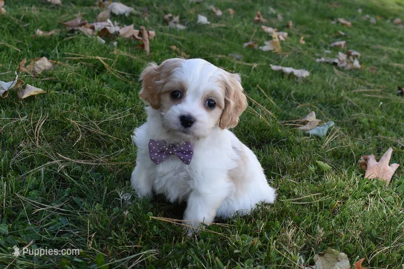 Carley  – Cavachon puppy for sale in Millersburg, OH