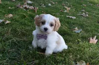 Carley , a female Cavachon for sale in Millersburg, OH – 1 of 5