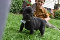 Sarge , a male French Bulldog for sale in Millersburg, OH – 5 of 5
