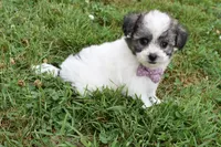 Ladybug , a female Bichpoo for sale in Millersburg, OH – 4 of 5