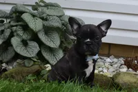 Fisher, a male French Bulldog for sale in Millersburg, OH – 5 of 6