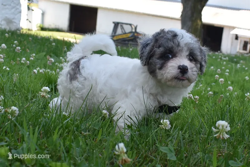 Carter – Bichpoo puppy for sale in Millersburg, OH