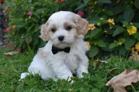 Cash , a male Cavachon for sale in Millersburg, OH – 3 of 6