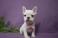 processed/d5d8a346-074d-48c0-a27d-ebdd4bd21b46/listing/975c79b1-0e9c-48e2-b0e1-87ac205904b4/6d09ce93-a60f-4c70-91ab-62852c77848d