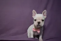 processed/d5d8a346-074d-48c0-a27d-ebdd4bd21b46/listing/975c79b1-0e9c-48e2-b0e1-87ac205904b4/7f9455d0-6b24-49ef-a600-ac470764aba6