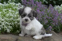 Ladybug , a female Bichpoo for sale in Millersburg, OH – 2 of 5
