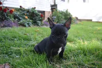 Skittles , a female French Bulldog for sale in Millersburg, OH – 5 of 5