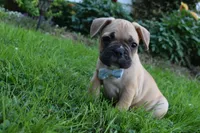 Mario , a male French Bulldog for sale in Millersburg, OH – 4 of 6