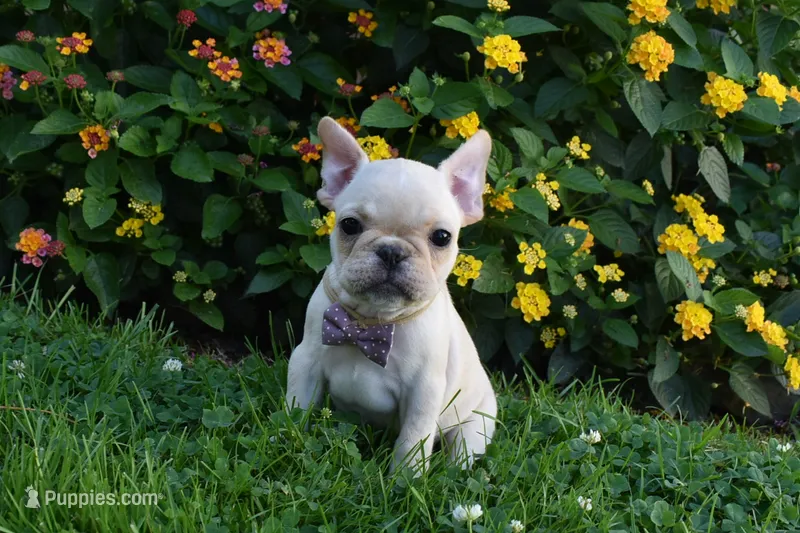 Sonya  – French Bulldog puppy for sale in Millersburg, OH