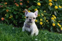 Sonya , a female French Bulldog for sale in Millersburg, OH – 1 of 6