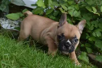 Lacy , a female French Bulldog and Pug for sale in Millersburg, OH – 4 of 5