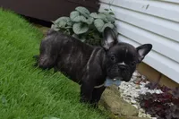Fisher, a male French Bulldog for sale in Millersburg, OH – 6 of 6