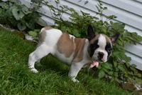 ladybug , a female French Bulldog and Pug for sale in Millersburg, OH – 2 of 4