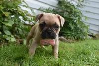 LIlly, a female French Bulldog and Pug for sale in Millersburg, OH – 5 of 5