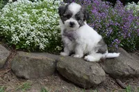 Ladybug , a female Bichpoo for sale in Millersburg, OH – 5 of 5