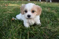 Charles, a male Cavachon for sale in Millersburg, OH – 5 of 6