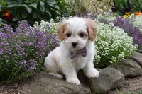 Twilight , a female Cavachon for sale in Millersburg, OH – 5 of 5