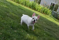 Princess, a female French Bulldog for sale in Millersburg, OH – 2 of 6