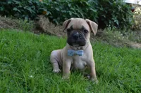 Mario , a male French Bulldog for sale in Millersburg, OH – 5 of 6