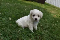 Tigger, a male Cavachon for sale in Millersburg, OH – 4 of 5