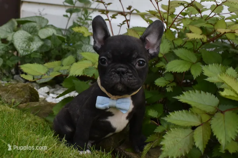 Palmar  – French Bulldog puppy for sale in Millersburg, OH
