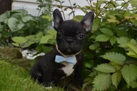Palmar , a male French Bulldog for sale in Millersburg, OH – 1 of 4