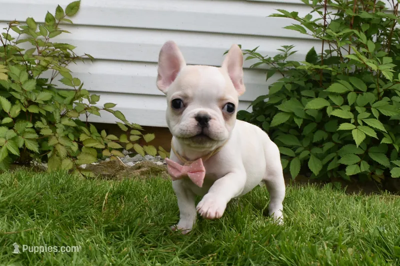 Princess – French Bulldog puppy for sale in Millersburg, OH