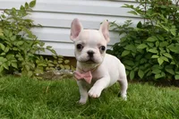 Princess, a female French Bulldog for sale in Millersburg, OH – 1 of 5