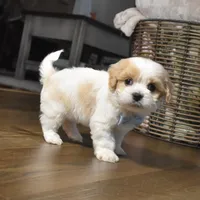 Cash , a male Cavachon for sale in Millersburg, OH – Photo 3 of 4